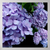 Hydrangeas Poster (Voorkant)