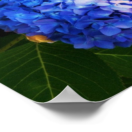 Hydrangeas Poster (Hoek)