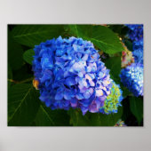 Hydrangeas Poster (Voorkant)