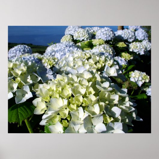 Hydrangeas Poster (Voorkant)