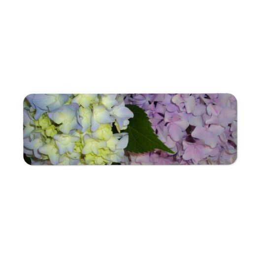 Hydrangeas roze paars blauw etiket (Voorkant)