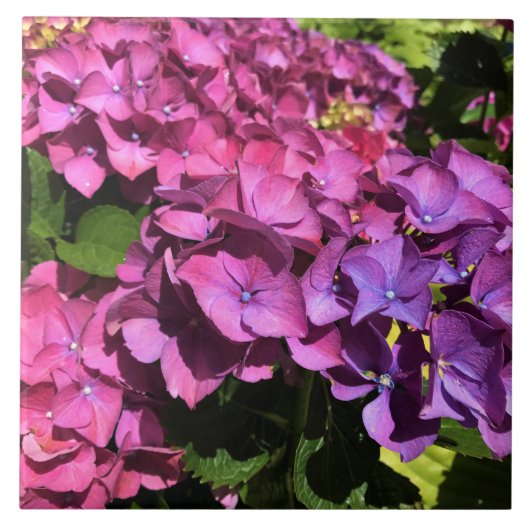 Hydrangeas Tegeltje (Voorkant)