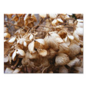 Hydrangeas van februari foto afdruk (Voorkant)