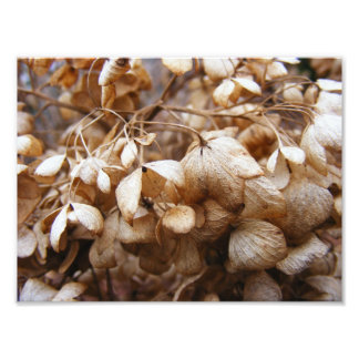 Hydrangeas van februari foto afdruk