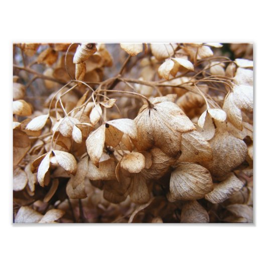 Hydrangeas van februari foto afdruk (Voorkant)