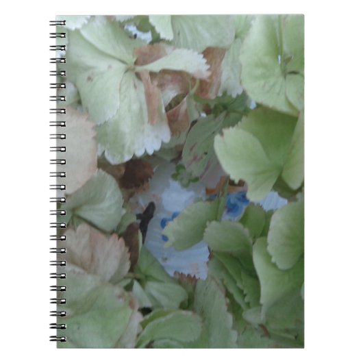 Hydrangebladeren Notitieboek (Voorkant)