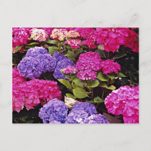 Hydrangebloemen Briefkaart (Voorkant)