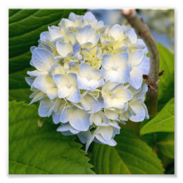 Hydrangeenventilator Foto Afdruk