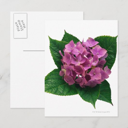 Hydranges 5 briefkaart (Voorkant / Achterkant)
