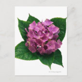 Hydranges 5 briefkaart (Voorkant)