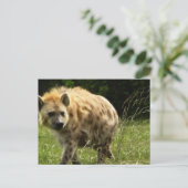 Hyena Briefkaart (Staand voorkant)