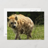 Hyena Briefkaart (Voorkant / Achterkant)