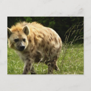 Hyena Briefkaart