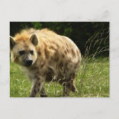 Hyena Briefkaart (Voorkant)