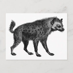 Hyena Briefkaart