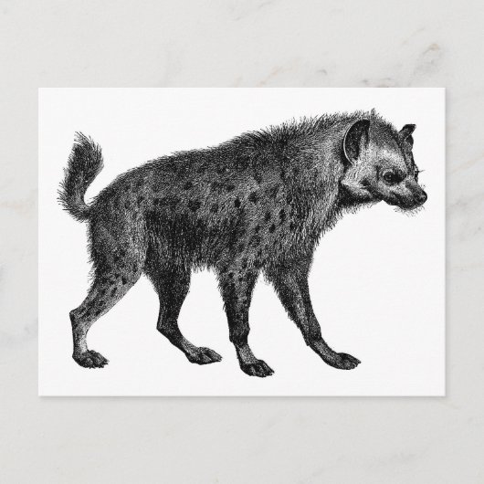 Hyena Briefkaart (Voorkant)