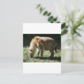 Hyena Briefkaart (Staand voorkant)