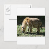 Hyena Briefkaart (Voorkant / Achterkant)