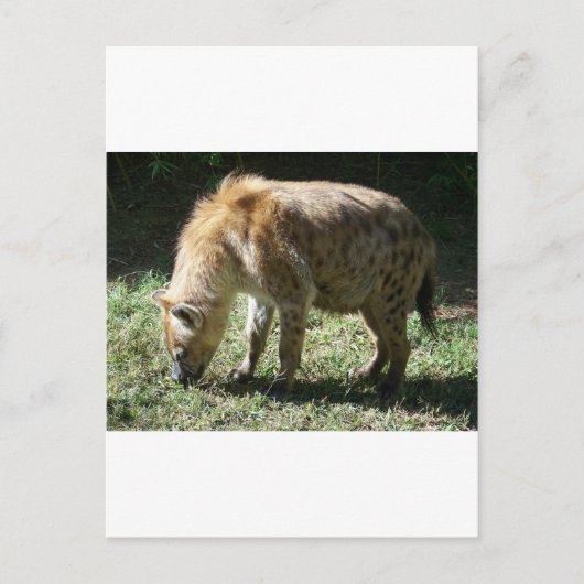 Hyena Briefkaart (Voorkant)
