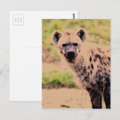hyena briefkaart (Voorkant / Achterkant)