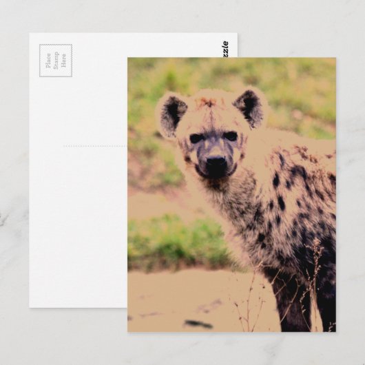 hyena briefkaart (Voorkant / Achterkant)