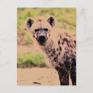 hyena briefkaart