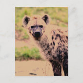 hyena briefkaart (Voorkant)