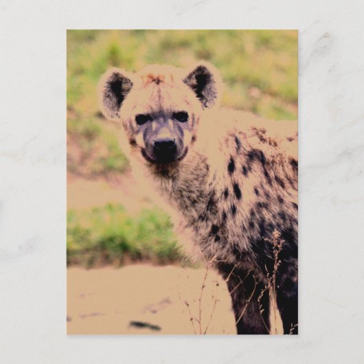 hyena briefkaart (Voorkant)