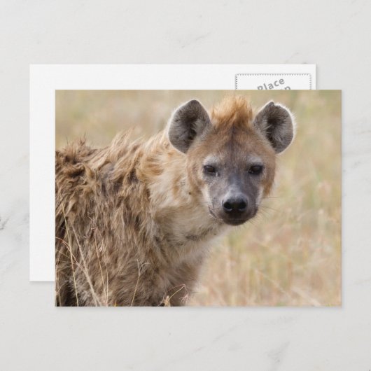 Hyena Briefkaart (Voorkant / Achterkant)