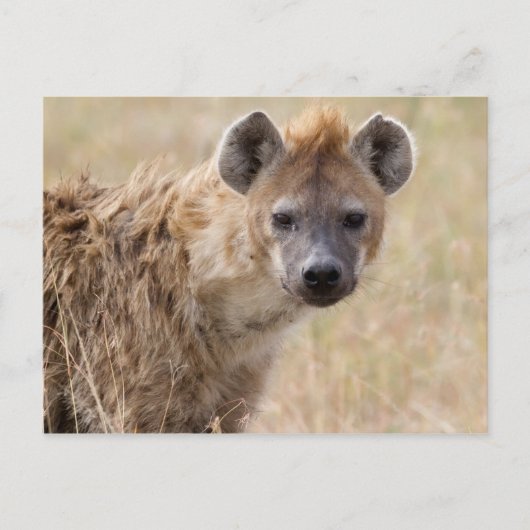 Hyena Briefkaart (Voorkant)