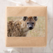 Hyena Etiket (Insitu)