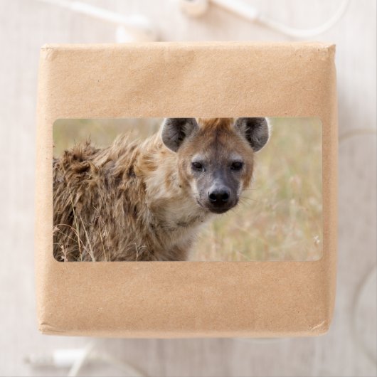 Hyena Etiket (Insitu)
