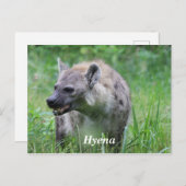 Hyena in Grass Briefkaart (Voorkant / Achterkant)