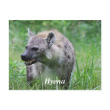Hyena in Grass