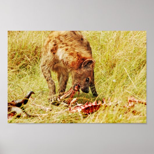 Hyena Kenya Masai Mara Poster (Voorkant)