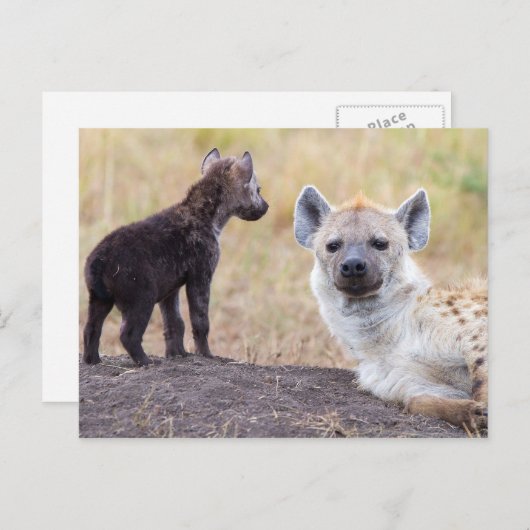 Hyena met jonge briefkaart (Voorkant / Achterkant)