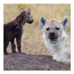 Hyena met jonge perfect poster