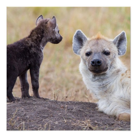 Hyena met jonge perfect poster (Voorkant)