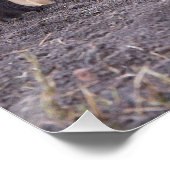 Hyena met jonge perfect poster (Hoek)