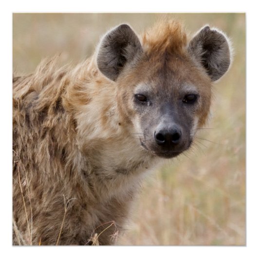 Hyena Perfect Poster (Voorkant)