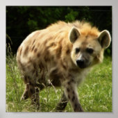 Hyena Poster Print (Voorkant)