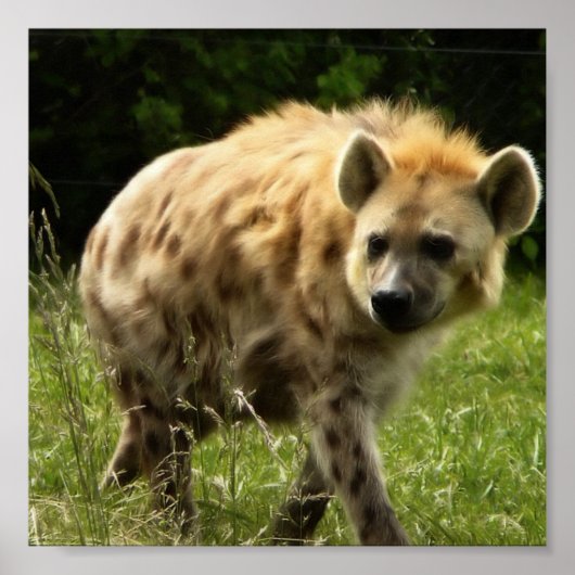 Hyena Poster Print (Voorkant)