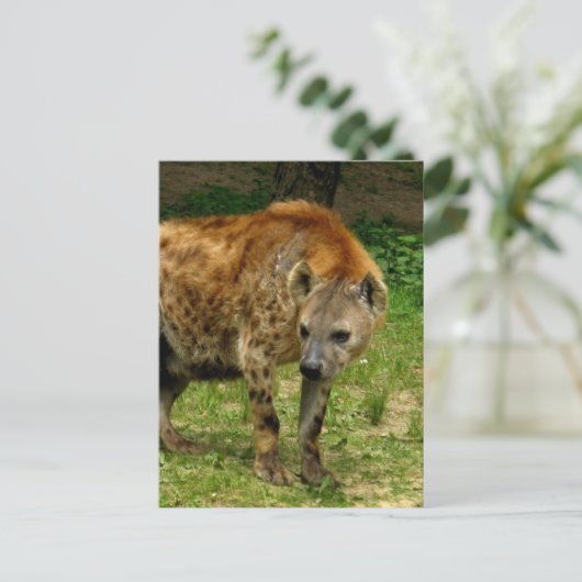 Hyena Prowl Briefkaart (Staand voorkant)