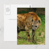 Hyena Prowl Briefkaart (Voorkant / Achterkant)