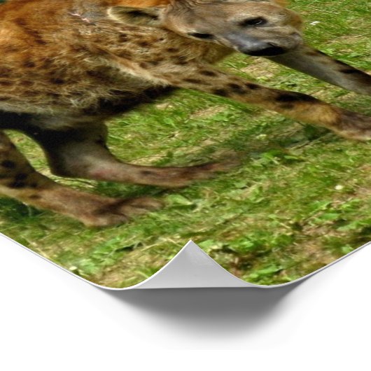 Hyena Prowl Poster afdrukken (Hoek)
