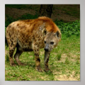 Hyena Prowl Poster afdrukken (Voorkant)