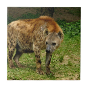 Hyena Prowl Tile Tegeltje