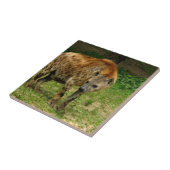 Hyena Prowl Tile Tegeltje (Zijkant)