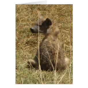 Hyena Pup