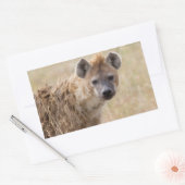 Hyena Rechthoekige Sticker (Envelop)
